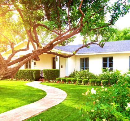 Arboriculture et immobilier  cultivez la valeur de votre propriété