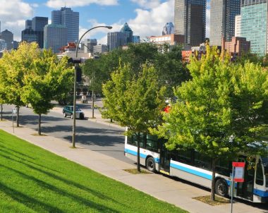 Arbres le long d'un boulevard de Montréal