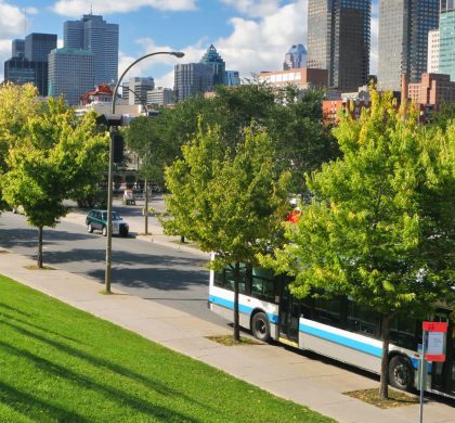 Arbres le long d'un boulevard de Montréal