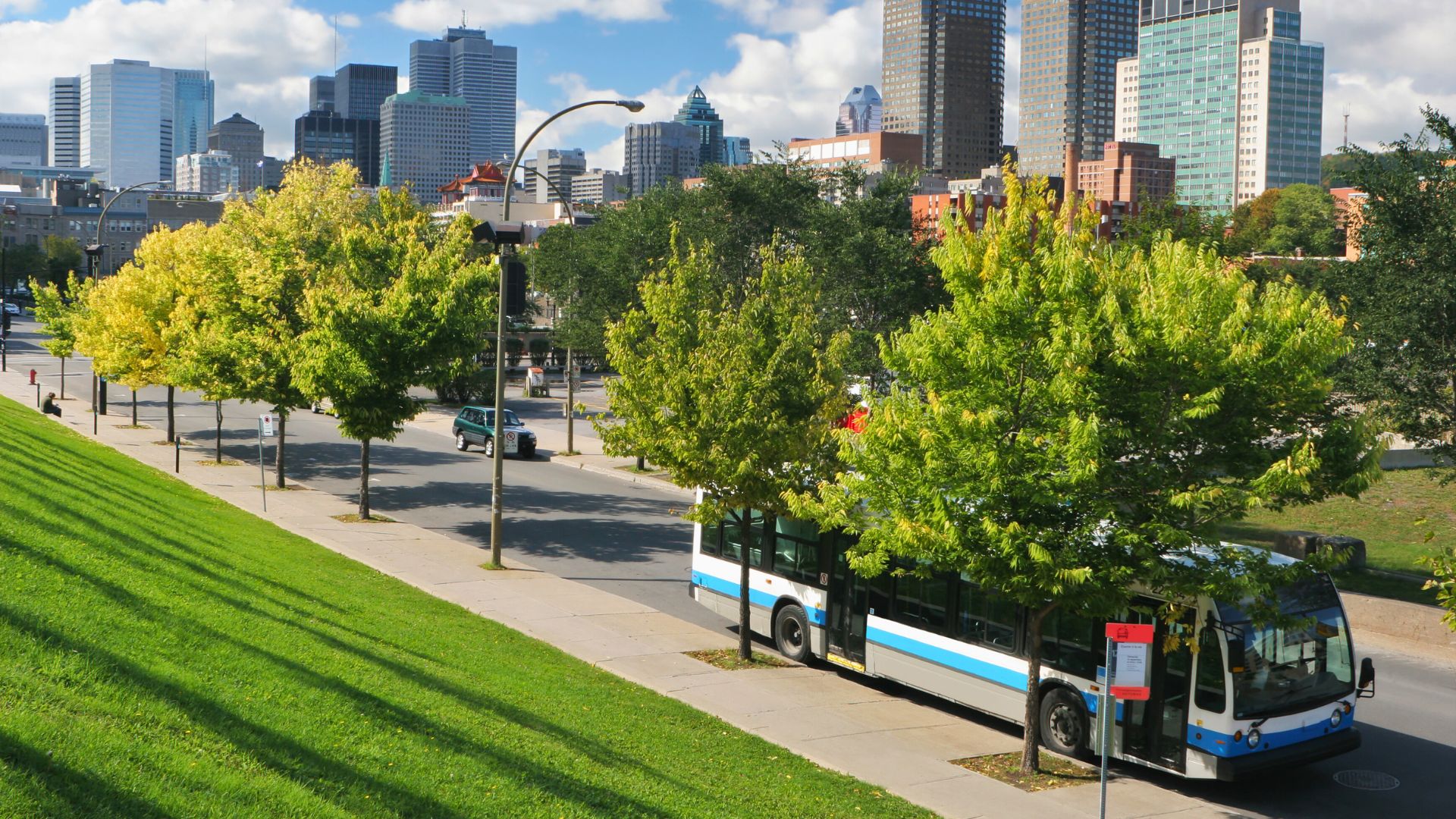 Arbres le long d'un boulevard de Montréal