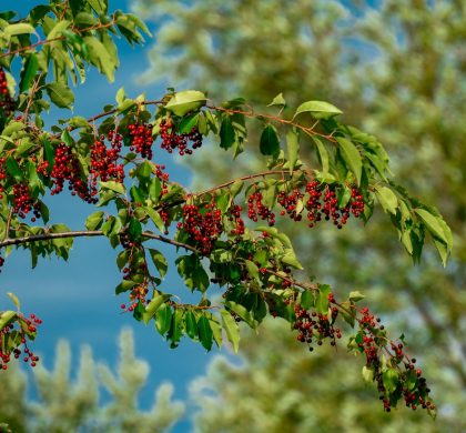 Cerisier noir aussi appelé cerisier tardif