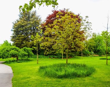 Arbres dans un parc de la région de Montréal