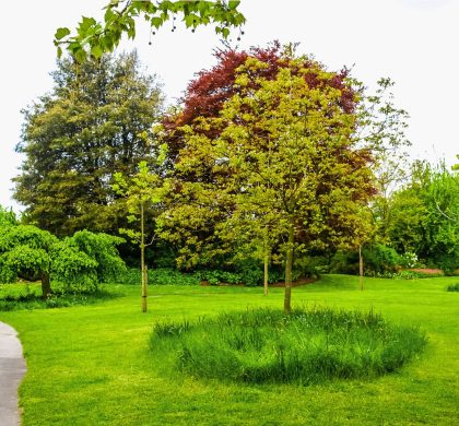 Arbres dans un parc de la région de Montréal