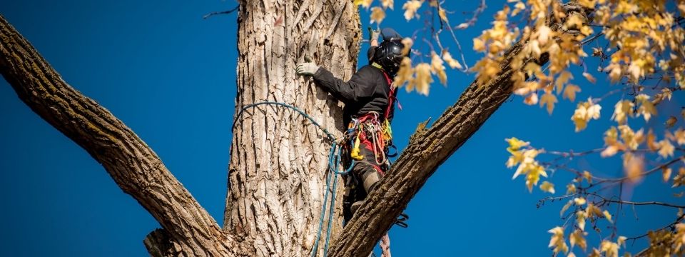 Emploi Répartieur des services arboricoles au Québec