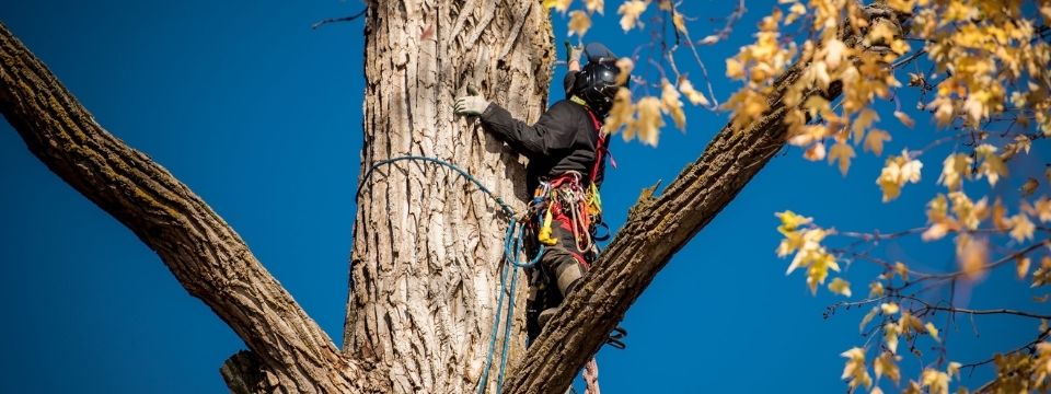 À propos de Arboplus - Arboriste urbain écologique