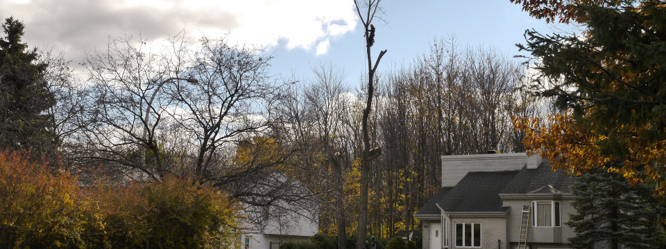 Abattage d'arbre au Québec - Service d'abattage d'arbre