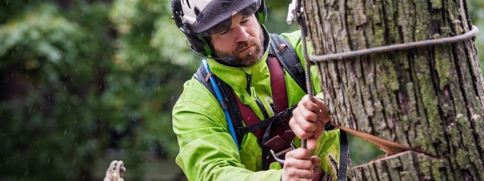 Abattage d'arbre au Québec - Service d'abattage d'arbre