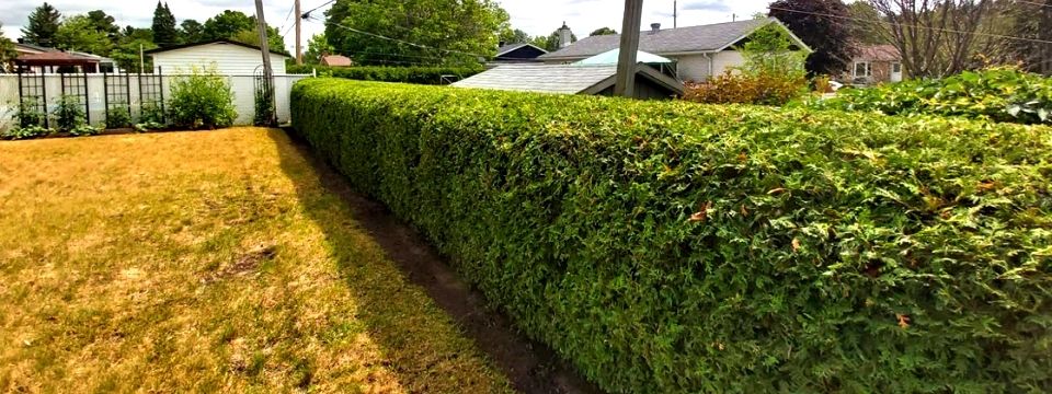 Taille de haie de cèdres Laval - Entretien de haie