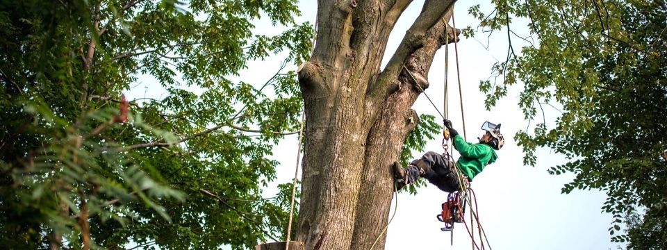 Émondage d'arbre au Québec - Arboriculteur certifié au Québec