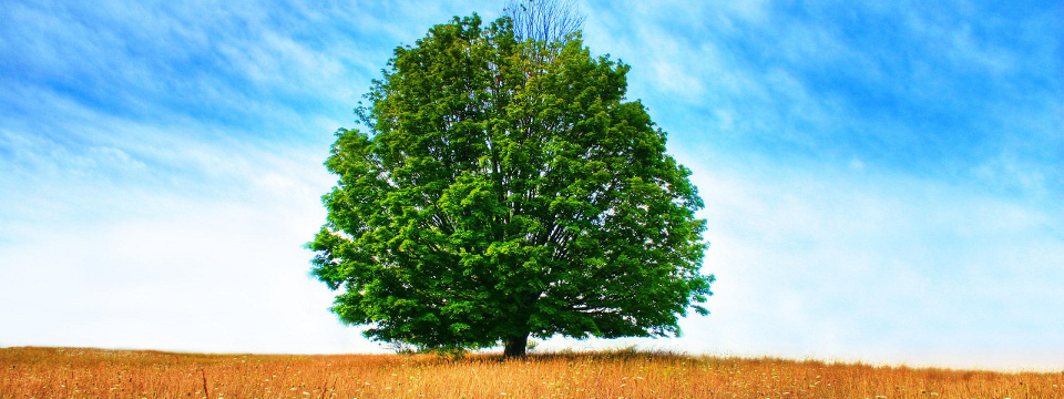 Arborist Reports in Quebec - Tree Diagnosis & Inspection