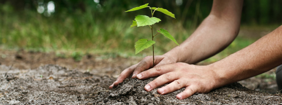 Arbre Laval - Plantation d'arbre à Laval - Planter un arbre