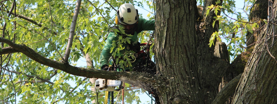 Élagage d'arbre au Québec - Élagueurs grimpeurs