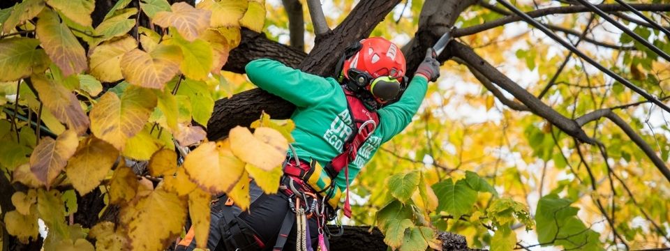 Élagage d'arbre au Québec - Élagueurs grimpeurs