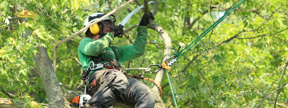 Élagage d'arbre au Québec - Élagueurs grimpeurs