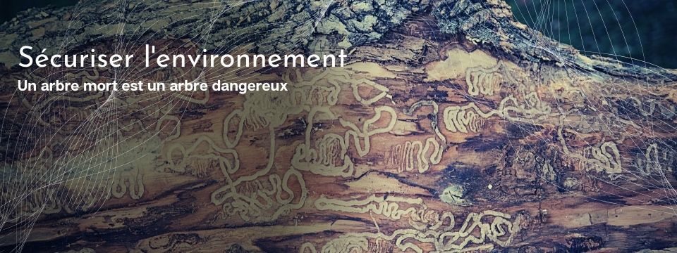 Emerald Ash Borer Treatment in Quebec