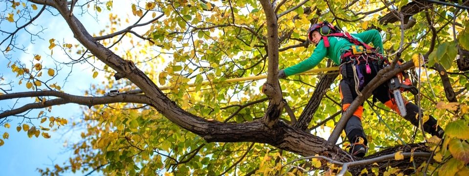 Élagage d'arbre au Québec - Élagueurs grimpeurs