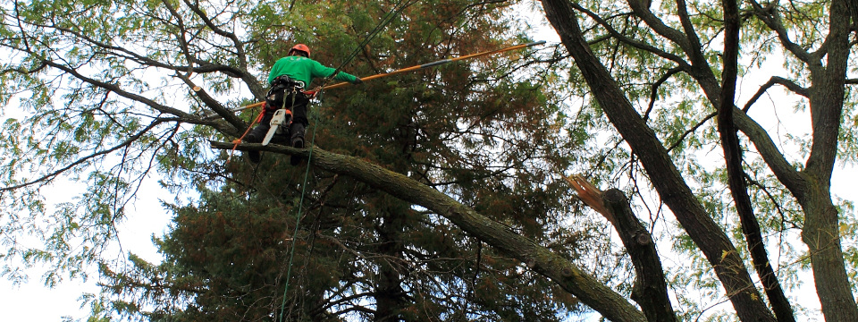 Élagage d'arbre au Québec - Élagueurs grimpeurs