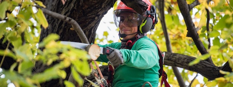 Élagage d'arbre au Québec - Élagueurs grimpeurs
