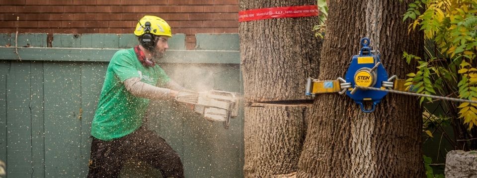 Abattage d'arbre au Québec - Service d'abattage d'arbre