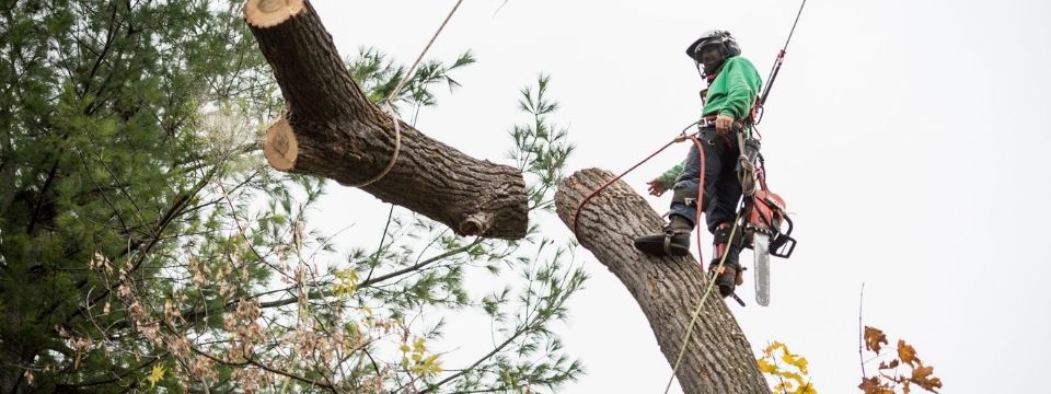 Émondage Repentigny - Abattage d'arbre Lanaudières - Émondeur