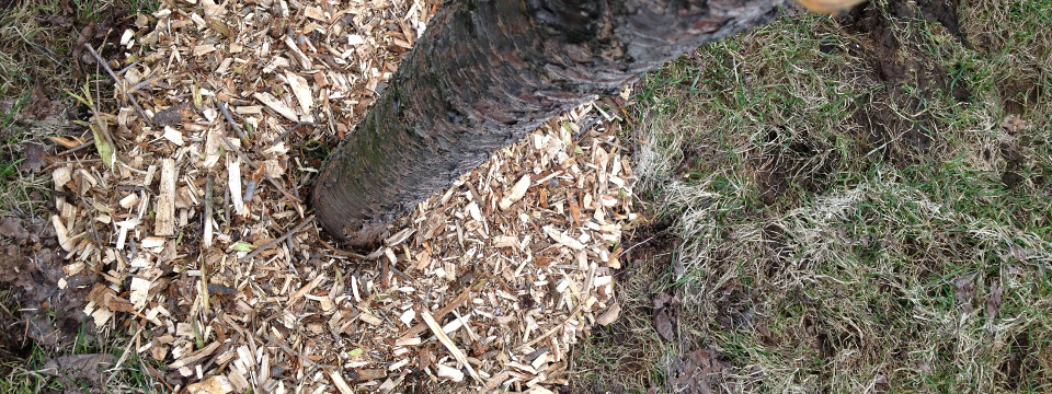 Soil Amendment in Quebec – Organic Soil Improvement for Trees