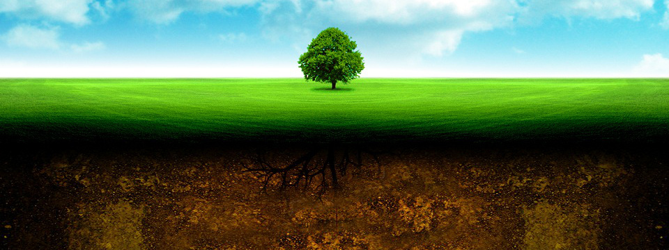 Soil Care for Trees in Quebec – Tree-Focused Soil Improvement