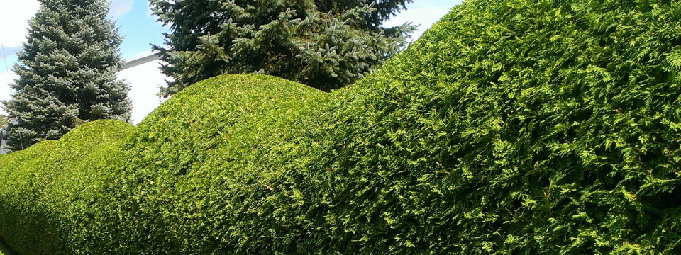 Taille de haie de cèdres Laval - Entretien de haie