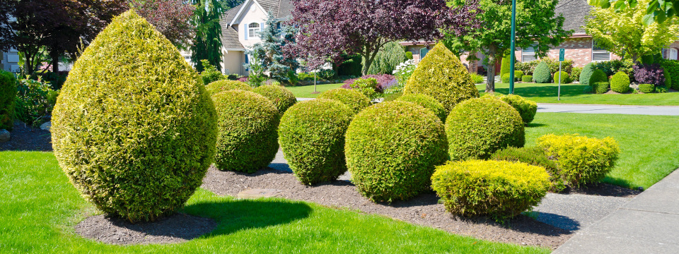 Tree-Focused Landscaping in Quebec
