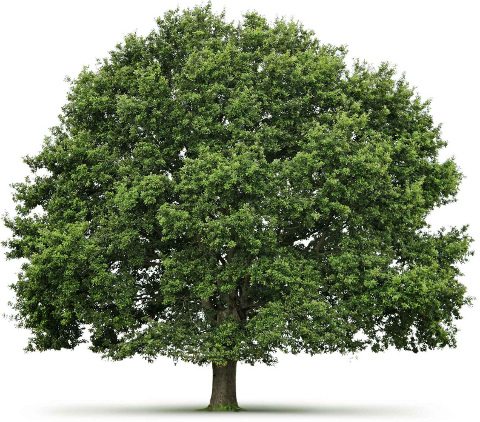 Diagnostic d'arbre au Québec - Inspection et analyse d'arbre