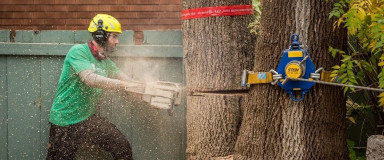 Abattage d'arbre au Québec - Service d'abattage d'arbre