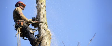 Abattage d'arbre au Québec - Couper un arbre - Démontage Abattage d'arbre au Québec - Couper un arbre - Démontage