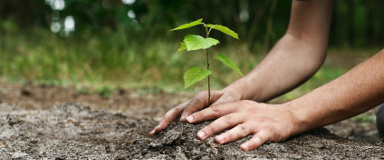Arbre Laval - Plantation d'arbre à Laval - Planter un arbre