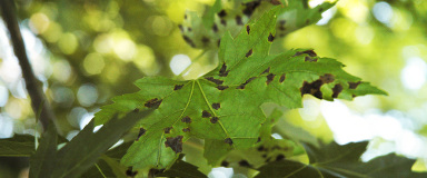 Détection maladies arbre au Québec - Traitement des parasites