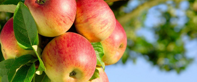 Edible Tree and Shrub Landscaping