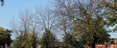 Emerald Ash Borer Treatment in Quebec