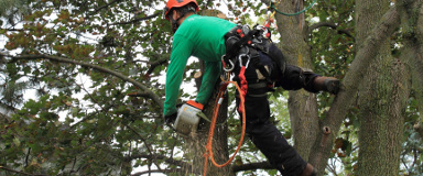Élagage d'arbre au Québec - Élagueur - Émondage des arbres Élagage d'arbre au Québec - Élagueur - Émondage des arbres