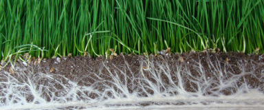 Mycorrhizae Treatment in Quebec – Myke Pro Biofertilizer – Tree Mycorrhization