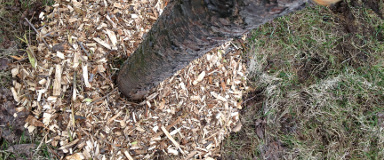 Soil Amendment in Quebec – Organic Soil Improvement for Trees