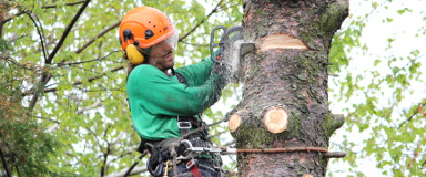 Entretien des arbres au Québec - Soins aux arbres