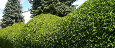 Taille de haie de cèdres Laval - Entretien de haie