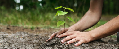 Tree Planting in Quebec - Tree Planting Experts
