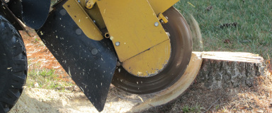 Tree Stump Grinding in Quebec - Professional Stump Removal
